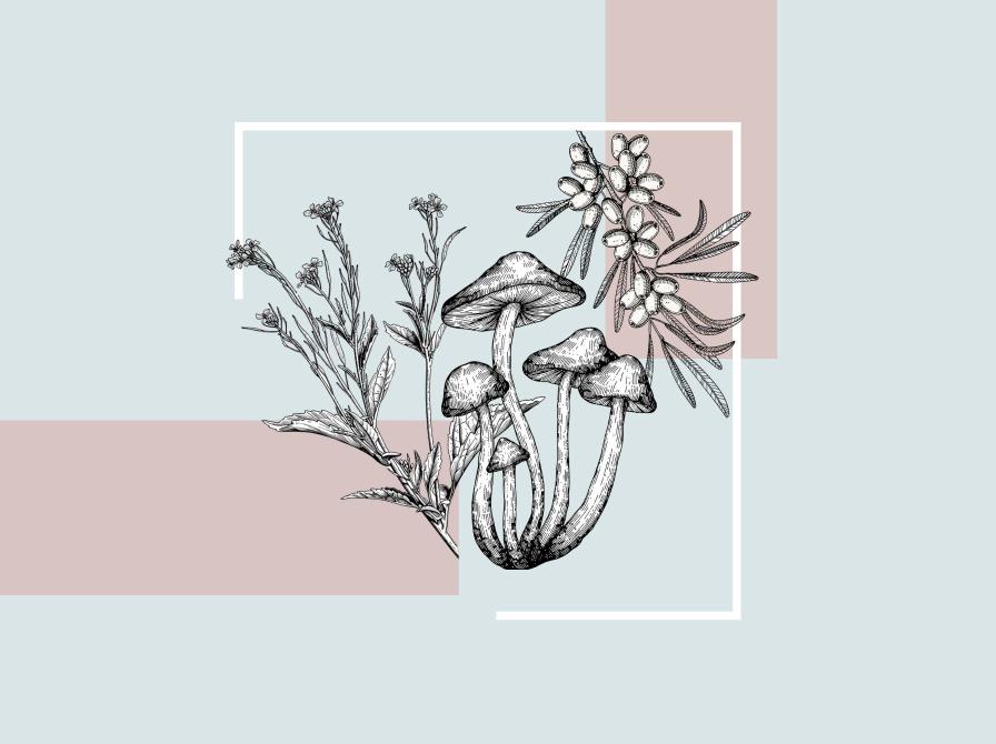 Illustration af svampe og vilde planter på en lys grafisk baggrund.